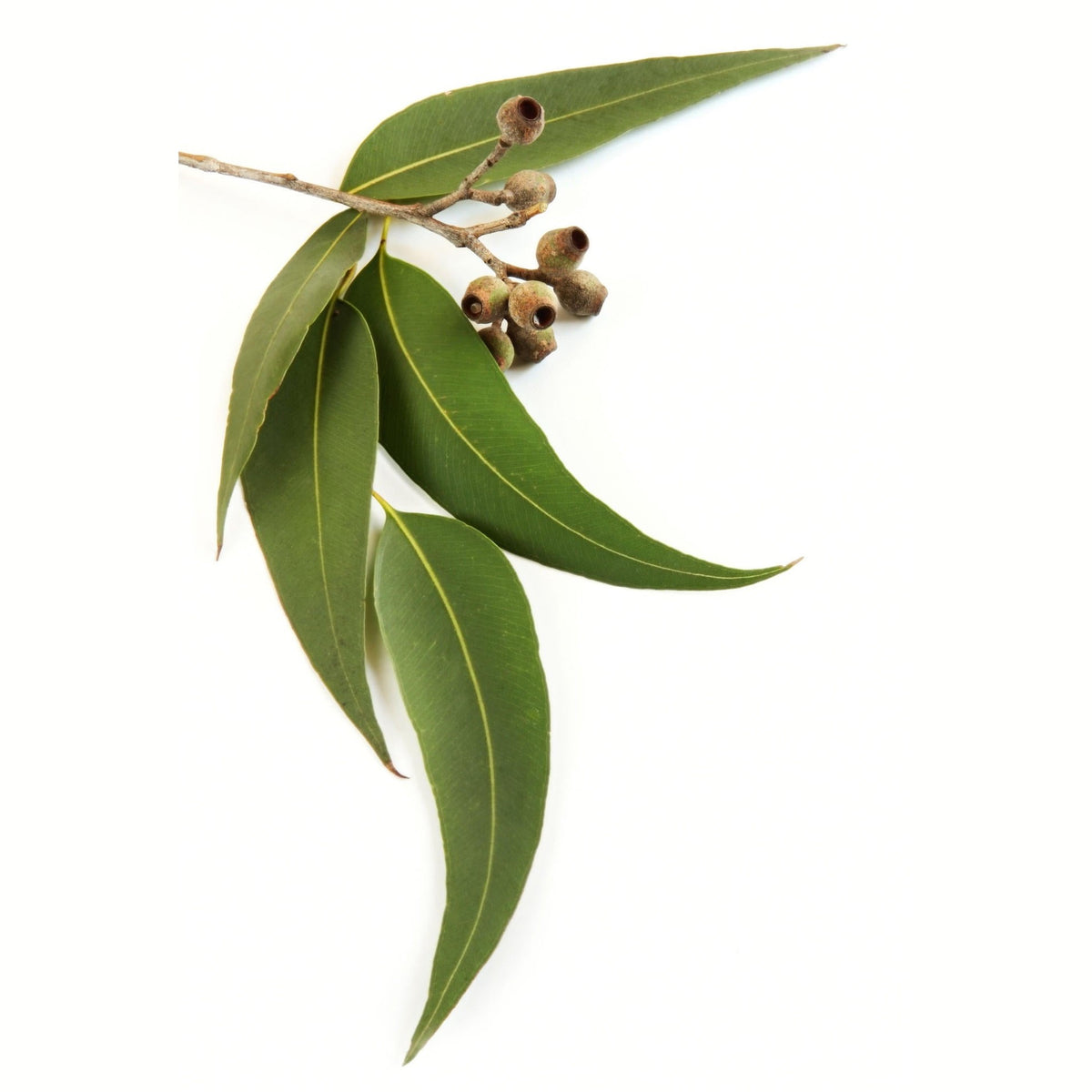 Αιθέριο Έλαιο Ευκάλυπτος (Eucalyptus Citriodora) 100% Pure Essential Oil (εντομοαπωθητικό) 10ml - mykarma.gr