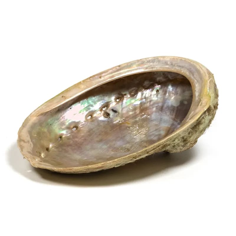 Κέλυφος Abalone Smudging Shell ιδανικό για καύση Λευκού Φασκόμηλου η Palo Santo.Κέλυφος 12-16 εκ. - mykarma.gr
