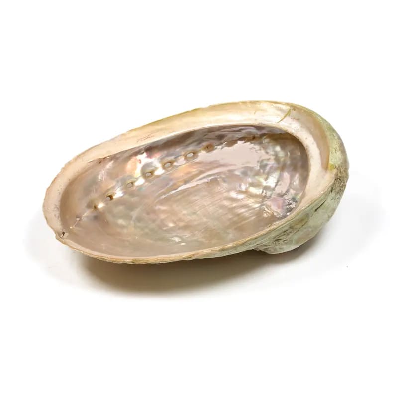 Κέλυφος Abalone Smudging Shell ιδανικό για καύση Λευκού Φασκόμηλου η Palo Santo.Κέλυφος 16-18 εκ - mykarma.gr