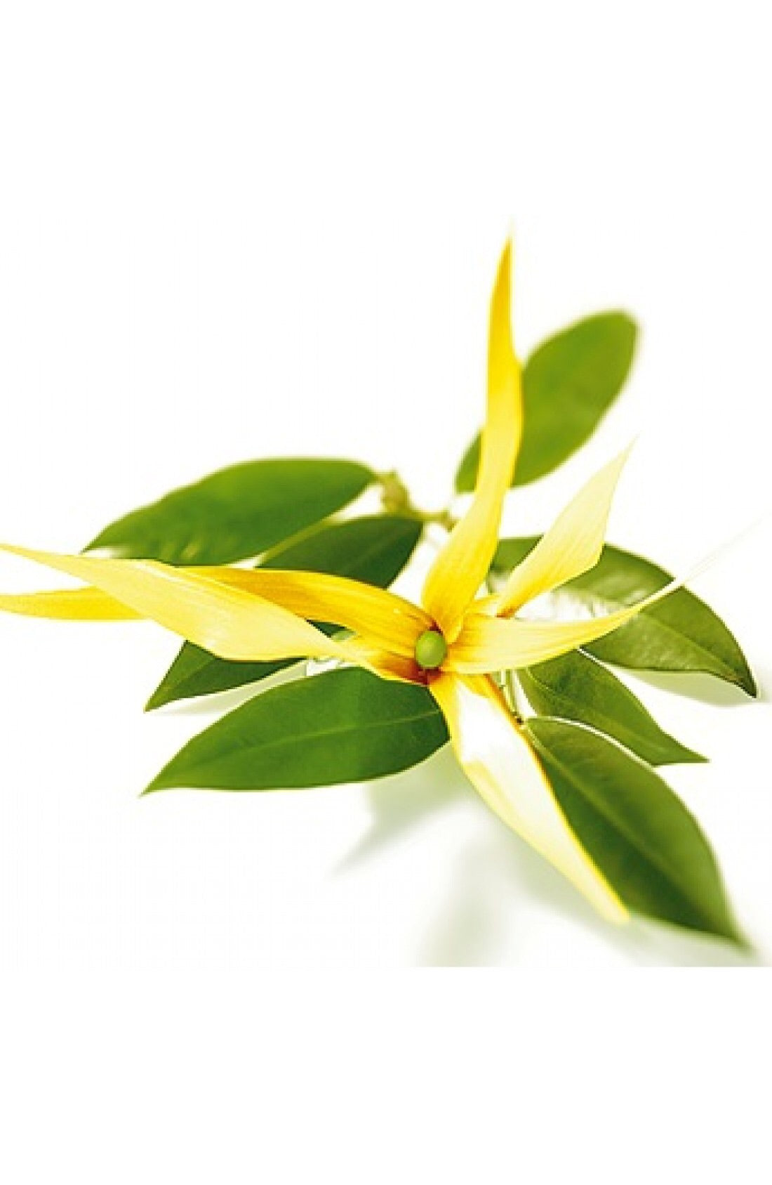 Αιθέριο Έλαιο Υλανγκ Υλανγκ(Ylang Ylang) 100% Pure Essential Oil - 10ml - mykarma.gr