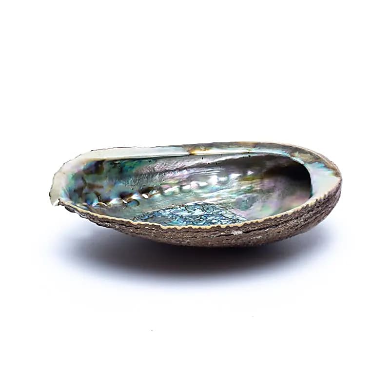 Κέλυφος Green Abalone (Paua) Χαλιώτης Fulgens Smudging Shell ιδανικό για καύση Λευκού Φασκόμηλου η Palo Santo Κέλυφος ±12-16 εκ - mykarma.gr
