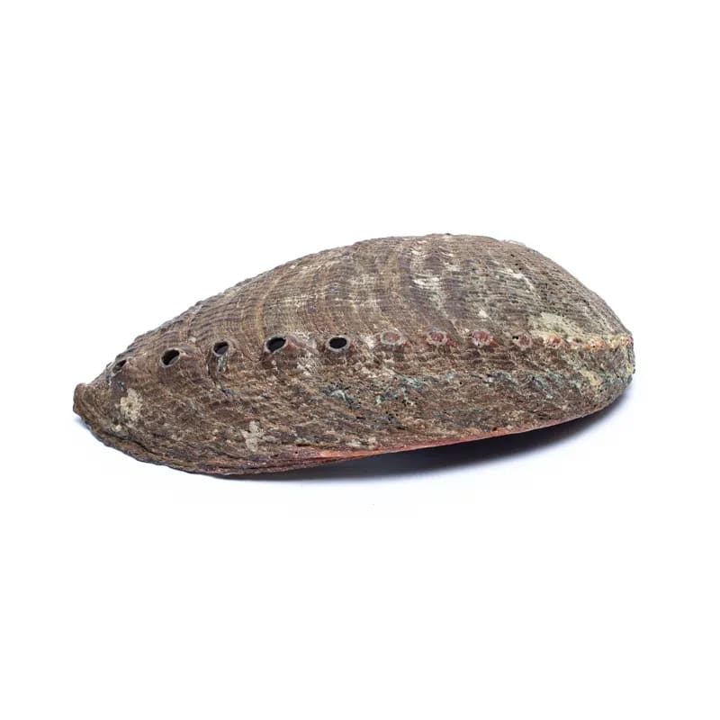 Κέλυφος Green Abalone (Paua) Χαλιώτης Fulgens Smudging Shell ιδανικό για καύση Λευκού Φασκόμηλου η Palo Santo Κέλυφος ±12-16 εκ - mykarma.gr