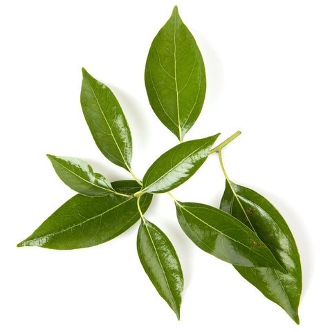 Αιθέριο Έλαιο - Ραβιντσάρα (Ravintsara cinnamomum camphora)  10ml - mykarma.gr