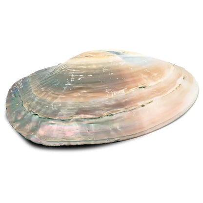 Κέλυφος Mother of Pearl Shell ιδανικό για καύση Λευκού Φασκόμηλου - με μαργαριτάρι.Κέλυφος 15-16 εκ. - mykarma.gr