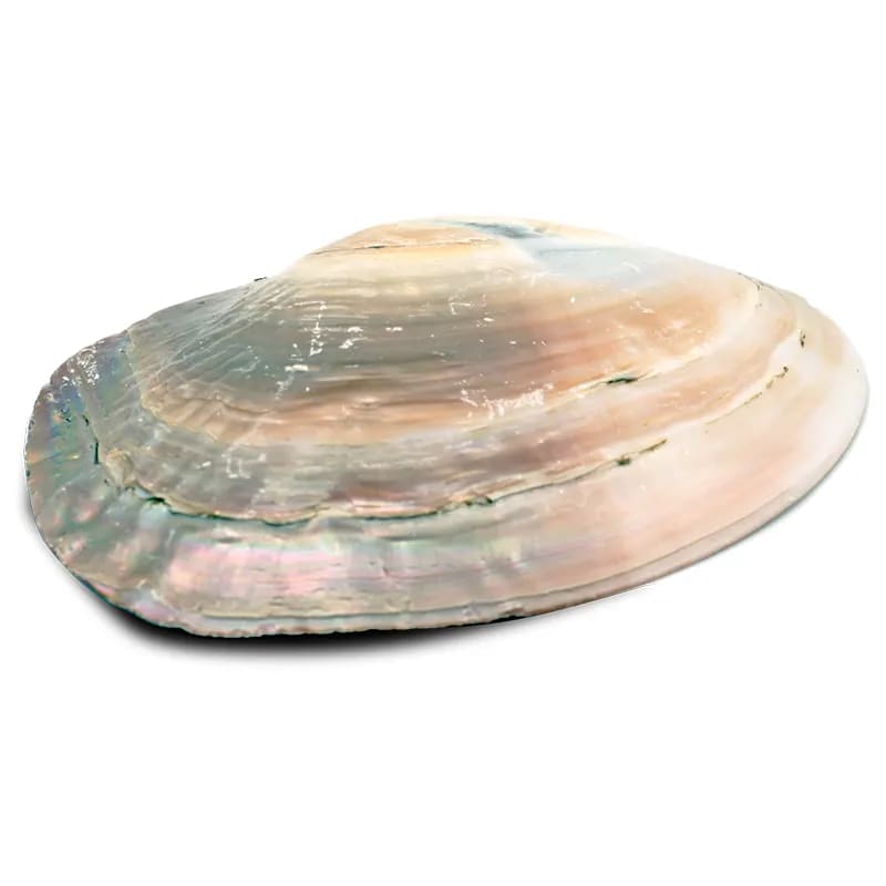 Κέλυφος Mother of Pearl Shell ιδανικό για καύση Λευκού Φασκόμηλου - με μαργαριτάρι.Κέλυφος 15-16 εκ. - mykarma.gr