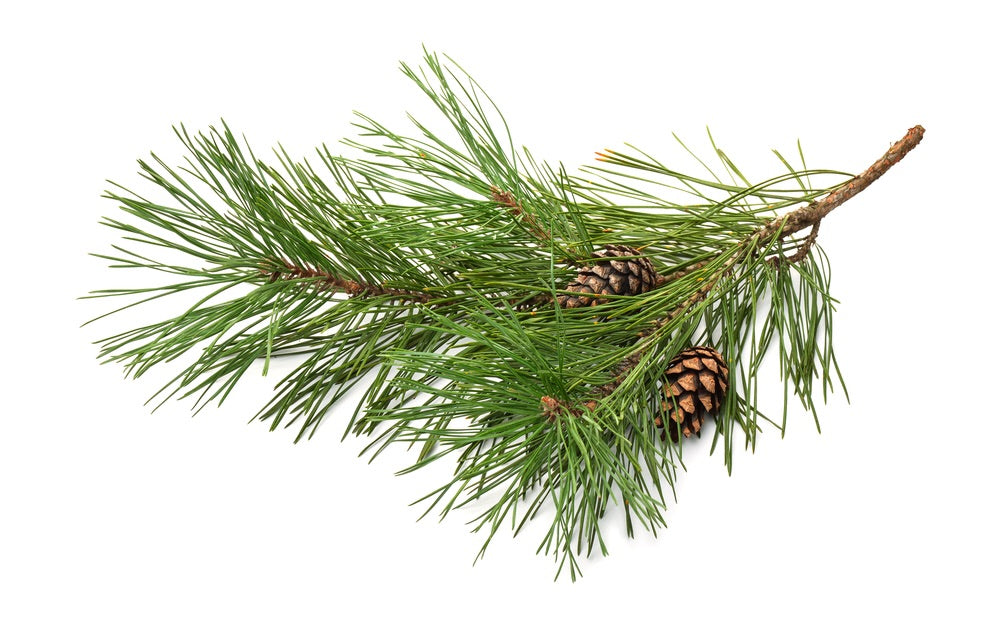 Βιολογικό Αιθέριο Έλαιο Πεύκο (Pine Sylvestra) Organic Essential Oil  10ml - mykarma.gr