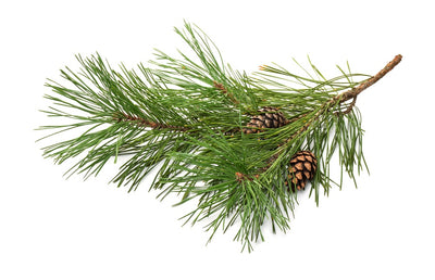 Βιολογικό Αιθέριο Έλαιο Πεύκο (Pine Sylvestra) Organic Essential Oil  10ml - mykarma.gr