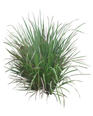 Αιθέριο Έλαιο Σιτρονέλλα (Citronella Java) 100% Pure Essential Oil (εντομοαπωθητικό) - 10 ml - mykarma.gr