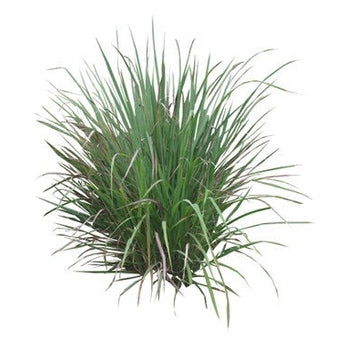 Αιθέριο Έλαιο Σιτρονέλλα (Citronella Java) 100% Pure Essential Oil (εντομοαπωθητικό) - 10 ml - mykarma.gr