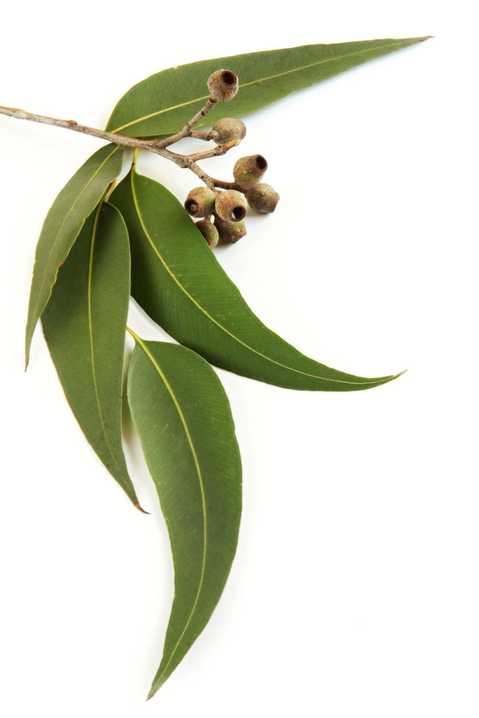 Αιθέριο Έλαιο Ευκάλυπτος (Eucalyptus Citriodora) 100% Pure Essential Oil (εντομοαπωθητικό)  10ml - mykarma.gr