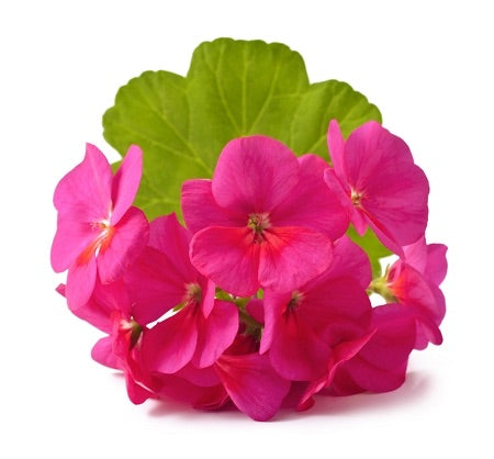 Αιθέριο Έλαιο Γεράνι (Geranium Egypt) 100% Pure Essential Oil (εντομοαπωθητικό)- 10ml - mykarma.gr