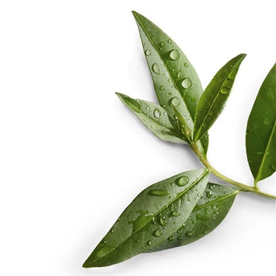 Αιθέριο Έλαιο Τεϊόδεντρου (Tea Tree) 100% Pure Essential Oil  10 ml - mykarma.gr