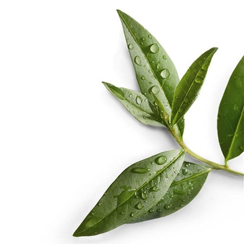 Αιθέριο Έλαιο Τεϊόδεντρου (Tea Tree) 100% Pure Essential Oil  10 ml - mykarma.gr