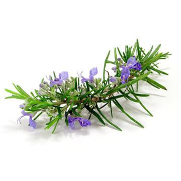 Αιθέριο Έλαιο Δενδρολίβανο(Rosemary) 100% Pure Essential Oil  10 ml - mykarma.gr