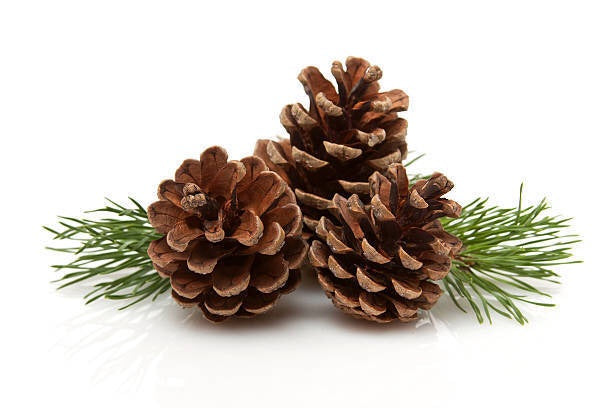 Αιθέριο Έλαιο Πεύκο (Pine Sylvestris) 100% Pure Essential Oil  10ml - mykarma.gr