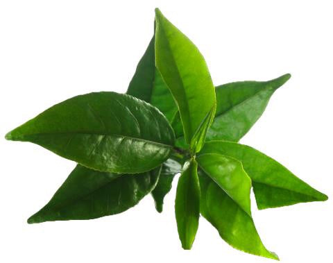 Βιολογικό Αιθέριο Έλαιο Τεϊόδεντρου - Tea Tree - Organic Essential Oil  10ml - mykarma.gr