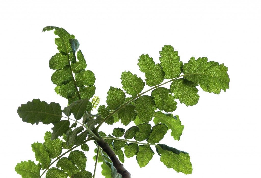 Αιθέριο Έλαιο Λιβάνι (Frankincense) 100% Pure Essential Oil  10 ml - mykarma.gr