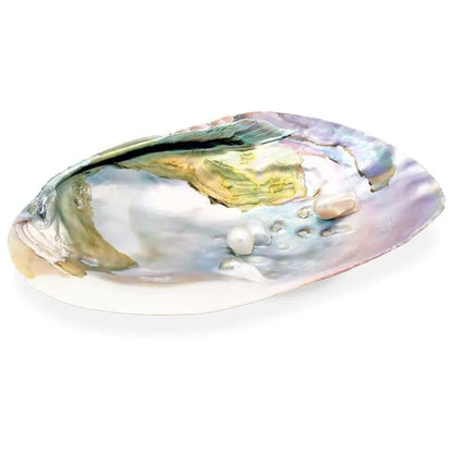 Κέλυφος Mother of Pearl Shell ιδανικό για καύση Λευκού Φασκόμηλου - με μαργαριτάρι.Κέλυφος 15-16 εκ. - mykarma.gr