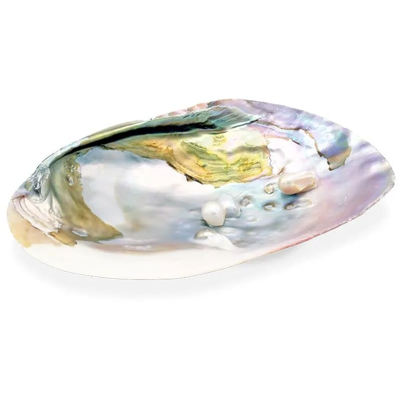 Κέλυφος Mother of Pearl Shell ιδανικό για καύση Λευκού Φασκόμηλου - με μαργαριτάρι.Κέλυφος 15-16 εκ. - mykarma.gr