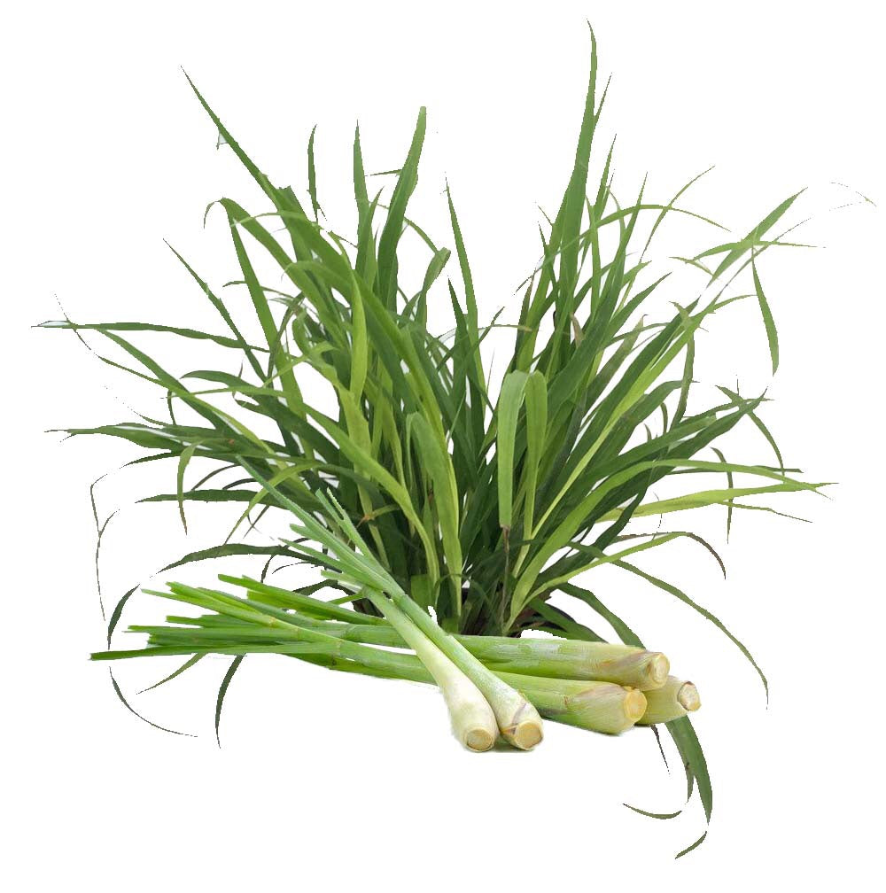 Αιθέριο Έλαιο Λεμονόχορτο (Lemongrass) 100% Pure Essential Oil (εντομοαπωθητικό)- 10 ml - mykarma.gr