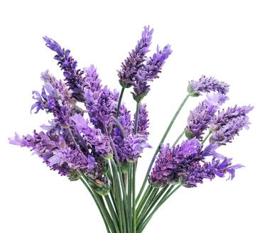 Βιολογικό Αιθέριο Έλαιο Λεβάντα (Lavender) Organic Essential Oil  10ml - mykarma.gr