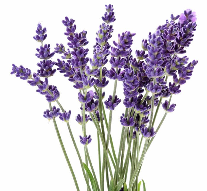 Αιθέριο Έλαιο Λεβάντα(Lavender) 100% Pure Essential Oil (εντομοαπωθητικό) 10 ml - mykarma.gr