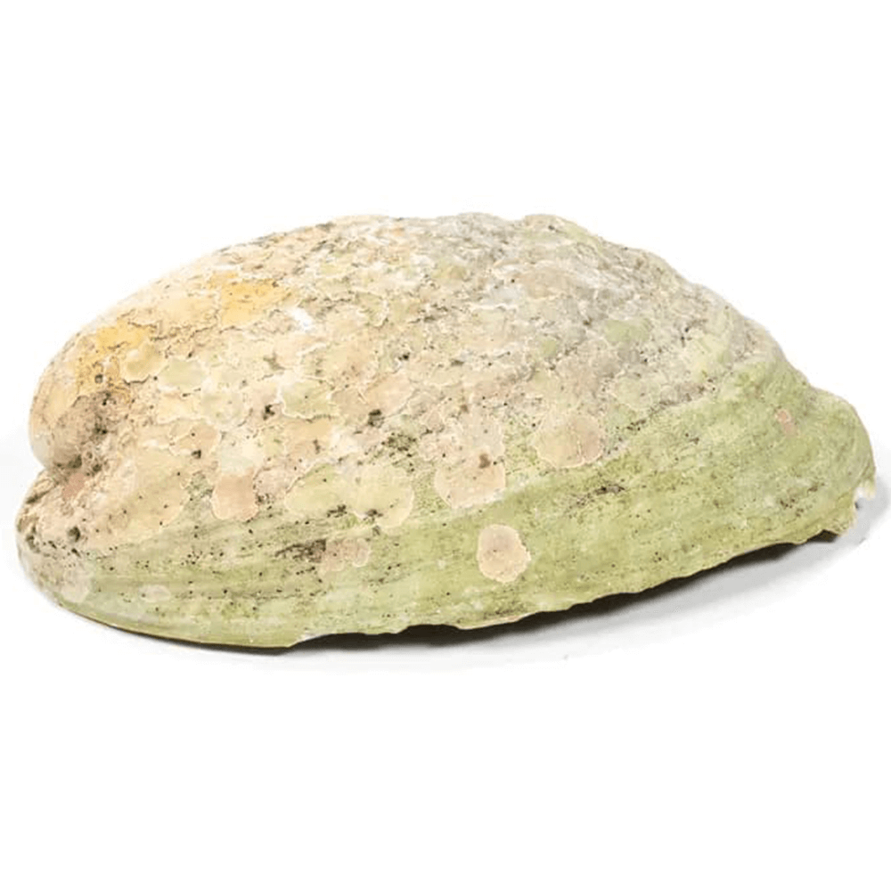 Κέλυφος Rainbow Abalone (Paua) Χαλιώτης Ίρις Smudging Shell ιδανικό για καύση Λευκού Φασκόμηλου η Palo Santo.Κέλυφος ±12.5-15.5 εκ - mykarma.gr