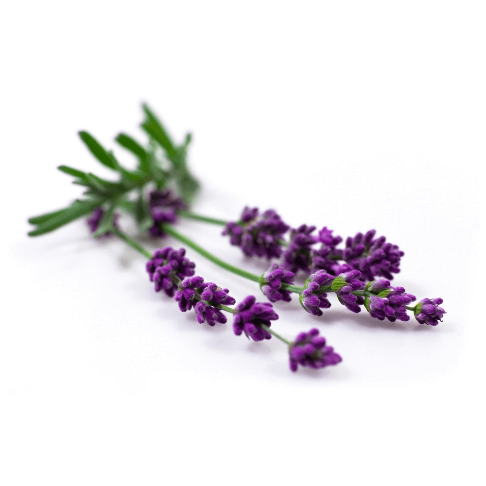 Yogistar -BIO Organic καθαριστικό, αντισηπτικό για στρώματα γιόγκα-Fresh Lavender-50ml - mykarma.gr