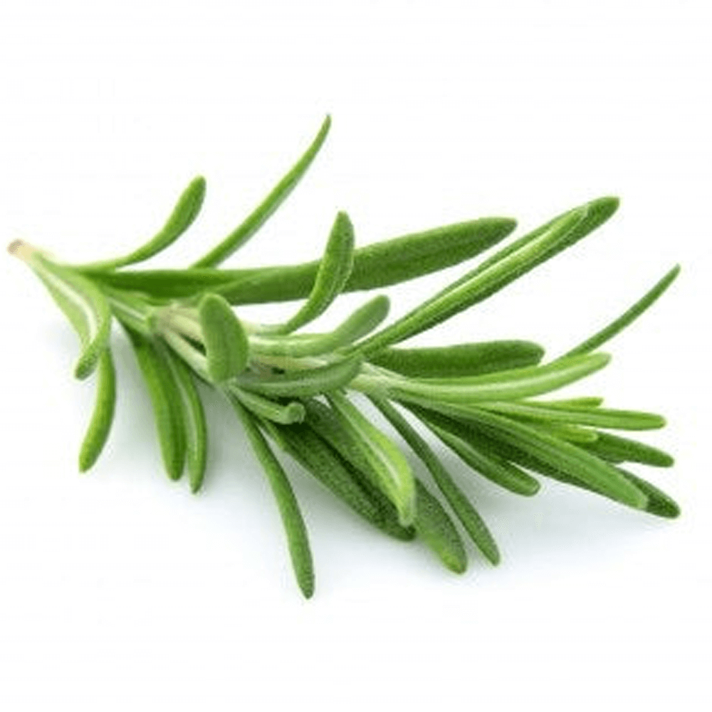 Yogistar -BIO Organic καθαριστικό & αντισηπτικό για στρώματα γιόγκα-Fresh Rosemary-500ml - mykarma.gr