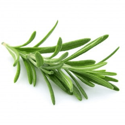 Yogistar -BIO Organic καθαριστικό & αντισηπτικό για στρώματα γιόγκα-Fresh Rosemary-500ml - mykarma.gr